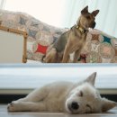 사옥농장 이미지