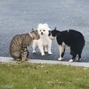 안녕 고양이 이미지