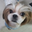 어여쁘개 이미지