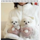 한국메디플랜(주) | 용인강아지분양 기분좋은 후기