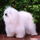 THE COTON 이미지