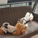 개놀자까페 이미지