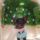 다듬, 희그루밍 이미지