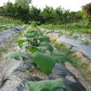 둥이네농장2 이미지