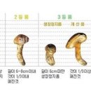 자연산 송이버섯 송이버섯 시세 등급 효능 이미지