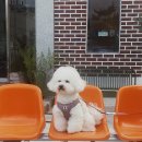 프로펫 애견 미용실 이미지