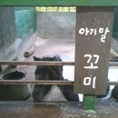 강릉아기동물농장 이미지