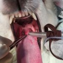 시온동물병원 이미지