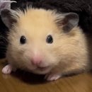 연세 | [포포감먹일지] CU 신상 | 연세 명장메론크림빵 &amp; 초코두쫀볼 솔직 후기