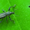 털보순대 이미지