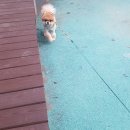 멍냥이발소 이미지