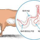성대곱창 이미지