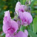 스위트피(sweetpea) 이미지