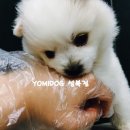 몽글몽글 이미지