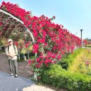 금강수변공원 숲바람장미원 이미지