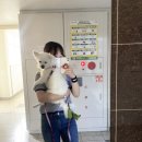 애견미용샵 조이 이미지