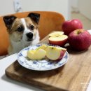 명품과일 | 문경사과 선물세트 명절 과일 문경명품농원 추천