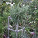 라벤더 수확하기 - 스윗라벤더,프린지드라벤더,잉글리쉬라벤더,프렌치라벤 이미지