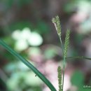 갈사초Carex ligulata var. austrokoreensis Ohwi(사초과 사초속) 이미지