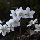 나비,날아오르다 이미지