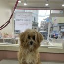 트리몽