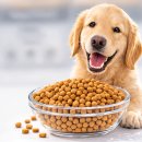 골든 리트리버 대용량 사료 대형견 15kg 2개 후기