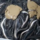 고창한방민물장어 이미지