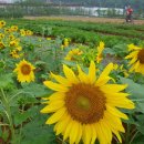 해바라기유치원(어린이집) 이미지