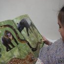 맥안경나무 이미지