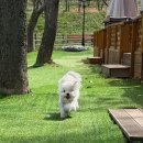 대동리 | "강아지 진짜 미친듯이 뜁니다" 파주 1만평 애견카페 후기