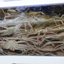 크래버 대게나라 이미지