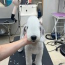 잇츠그루밍타임 서초점 이미지