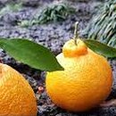 탁이농장 이미지