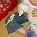 루루베리 이미지