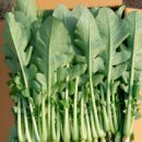 싱싱팜농장 이미지