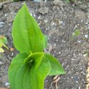 팔팔중국식품 이미지