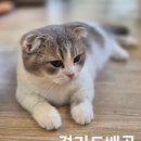 고양이 주택 | [경기/배곧] 아이들과 함께한 &#39;고양이주택&#39; 방문 후기 – 츄르체험부터 보드게임까지!