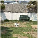 동산애견 이미지