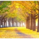 곡교천 은행나무길 이미지