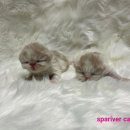 스파리버 캐터리 이미지