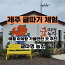 고하농장 | 제주도 애월 감귤 귤따기 체험 귤따멍농장 가격 데이트 아이랑 가기 좋은 곳 추천