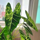 알로카시아 이미지