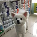 박효리군 동물병원 이미지