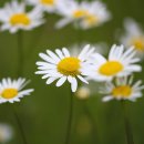 거로레인지골프 이미지