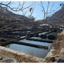 대현송어 이미지