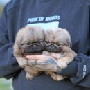 퍼피 켄넬 이미지