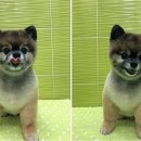 애플동물병원 이미지