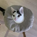 옥희도키 | 수컷 고양이 중성화 후 케어방법 😸 넥카라 추천 및 팁