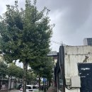 원조안의갈비 삼일식당 이미지