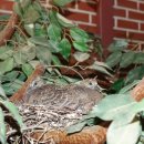 독도환경 이미지